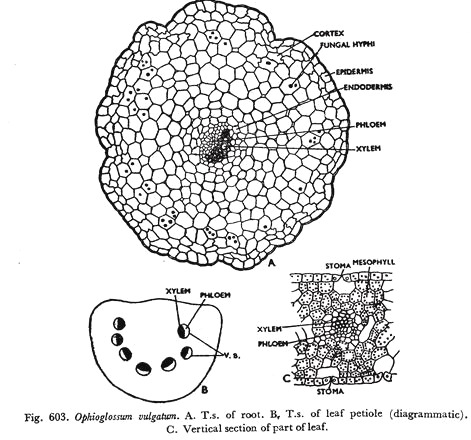 Ophioglossum Vulgatum