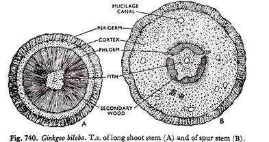 Ginkgoo Biloba