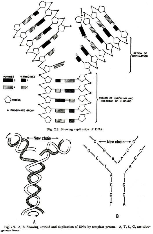 Unwind and Duplication of DNA