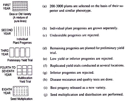 Pureline Selection in Self-Pollinated Crops