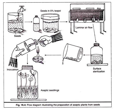 Preparation of Aseptic Plants from Seeds