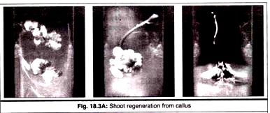 Shoot Regeneration from Callus