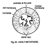 Early Metaphase