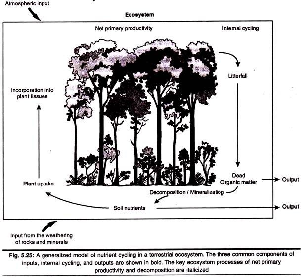 Generalized model of nutrient cycling in a terrestrial ecosystem