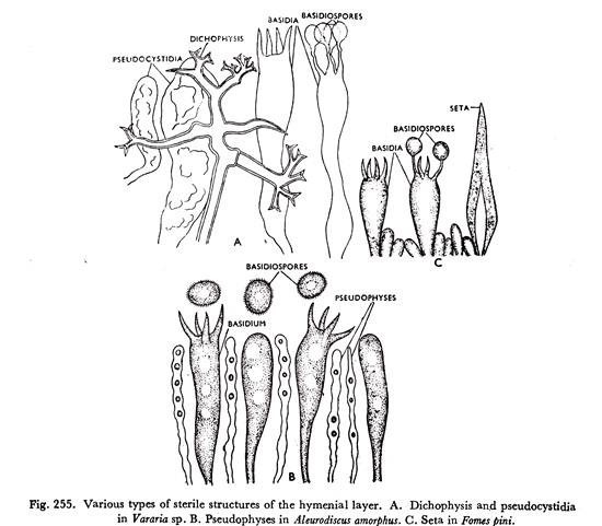 Various types of sterile structures of the hymenial layer