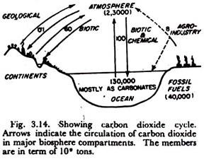 Carbon Dioxide Cycle