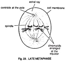 Late Metaphase