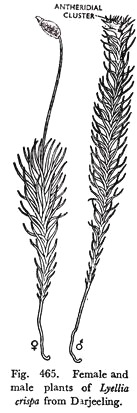 Female and Male Plants of Lyellia Crispa