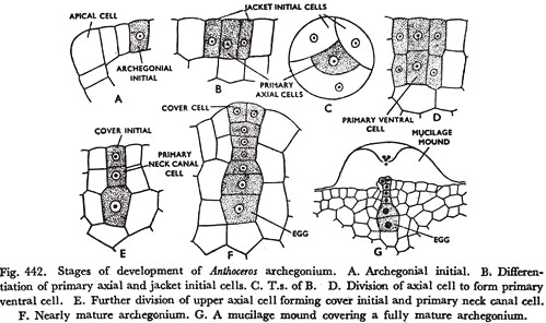 Anthoceros Archegonium