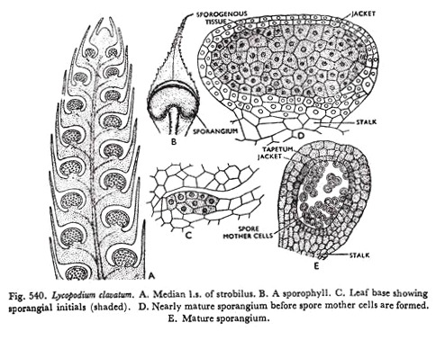 Lycopodim Clavatum