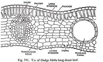 T.s of Ginko Biloba Long Shoot Leaf