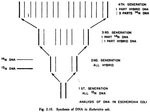 Synthesis of DNA