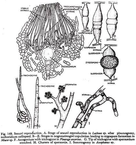 Sexual Reproduction