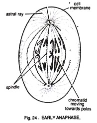 Early Anaphase