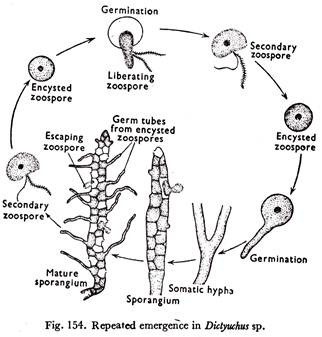 Repeated Emergence in Dictyuchus Sp. 