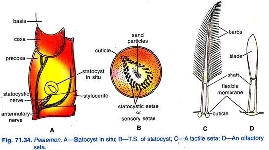 Succesive stages in the development of a basidium and basidiospores