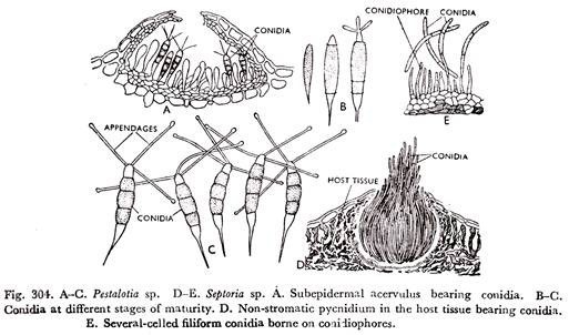 Pestalotia sp