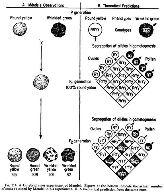 A Dihybrid cross experimentof Mendel.