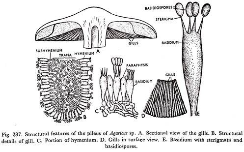 Pileus of Agaricus sp