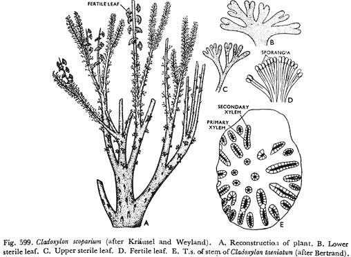 Cladoxlon Scoparium