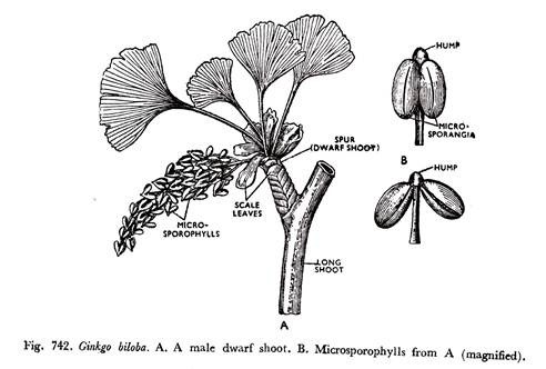 Ginkgo Biloba