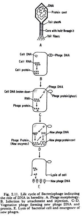 Life Cycle of Bacteriophage