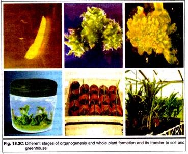 Different Stages of Organogenesis and Whole Plant Formation