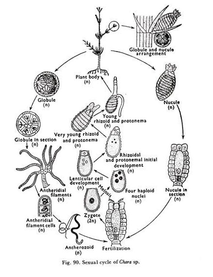 Sexual Cycle of Chara sp