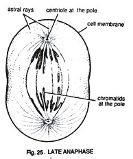 Late Anaphase