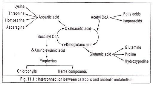 Various types of basidia