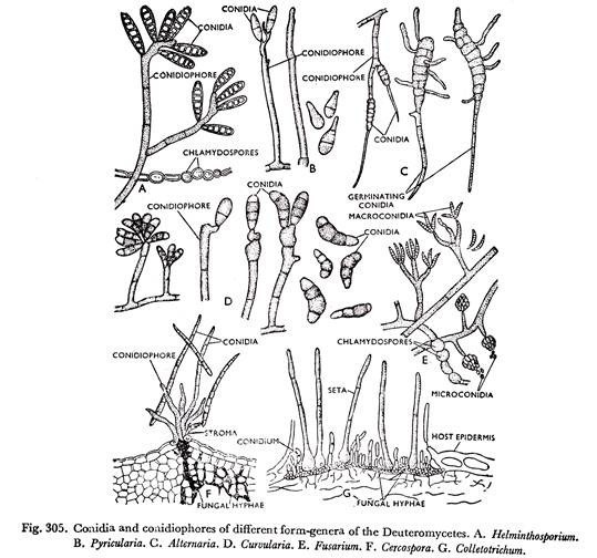 Conidia and conidiophores of different form-genera of the deuteromycetes