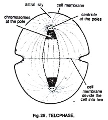 Telophase