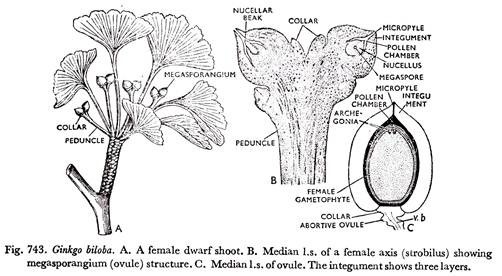 Ginkgo Biloba