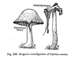 Autodigestion of Coprinus