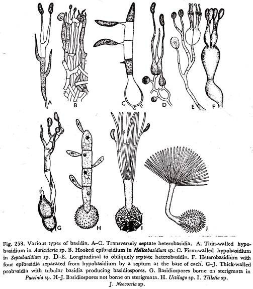 Various types of basidia