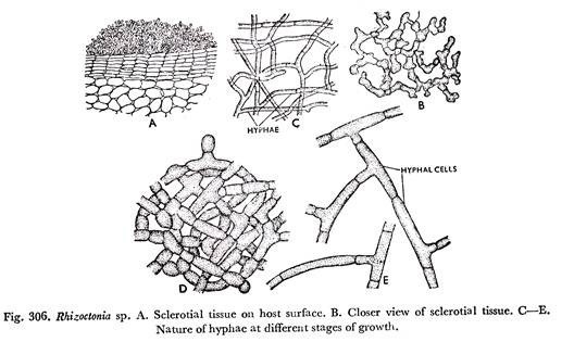 Rhizoctonia sp