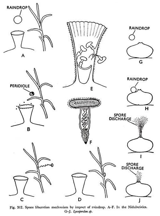 Spore Liberation Mechanism