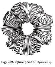 Spore Pring of Agaricus sp