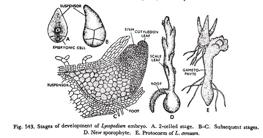 Development of Lycopodium Embryo