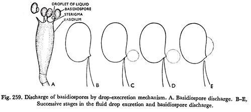 Discharge of basidiospores by drop-excretion mechanism