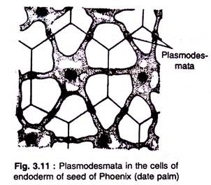 Plasmodesmata in the cells of endoderm of seed of phoenix