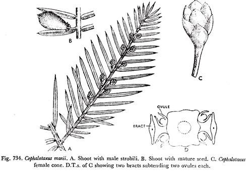 Cephalotaxus Manii