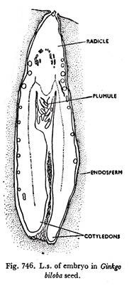 L.s of Embryo in Ginkgo Biloba Seed