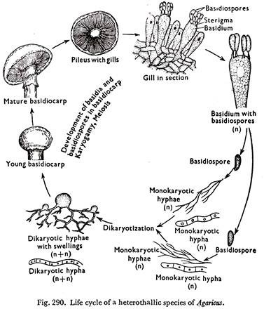 Life Cycle of a Heterothallic Species