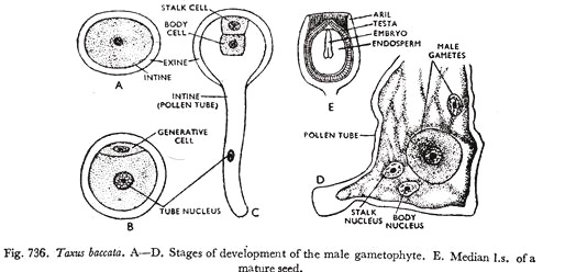 Stages of development of the male gametophye