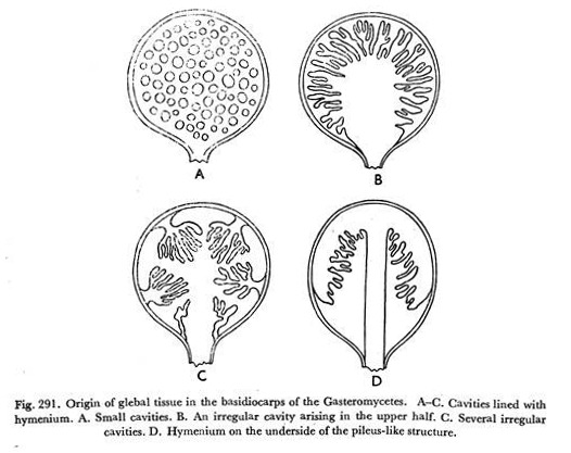 Origin of Glebal Tissue