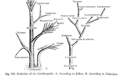 Evolution of the Coniferopsida 