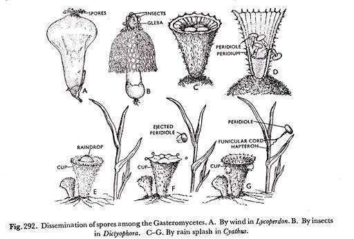 Dissemination of Spores