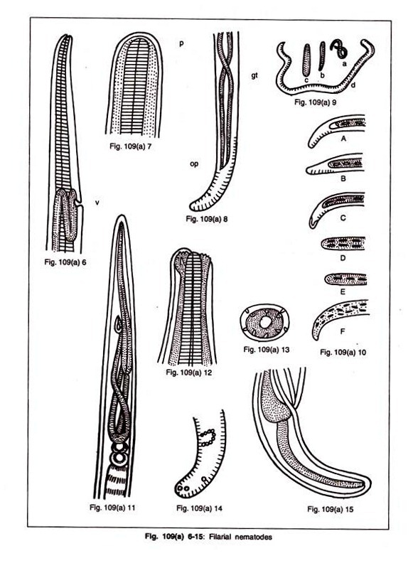 Nature of ascocarp