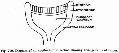 Diagram of an apothecium in section showing arrangements of tissues